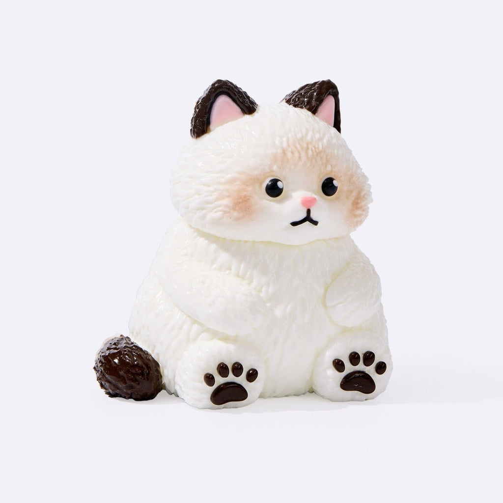 Chubby White Ragdoll Cat